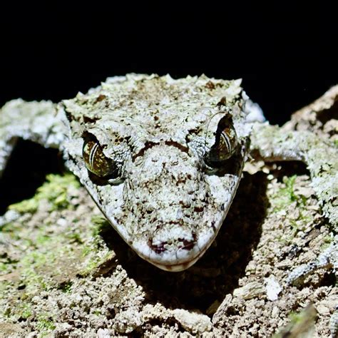 EYES ON WILDLIFE - All You Need to Know BEFORE You Go 2026 (with Photos ...