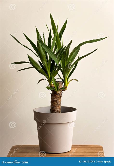 Yucca Cane Plant in a Pot on a White Background Stock Image - Image of ...