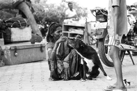 Can’t Adopt A Dog? Here’s How To Help A Stray Instead