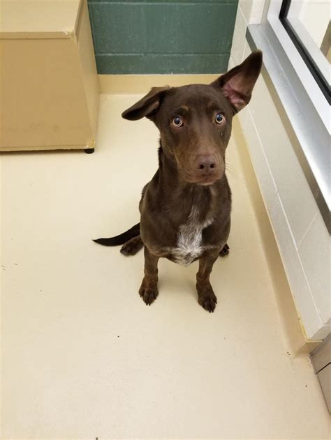 Pocatello Animal Shelter Pets of the Week | Local | idahostatejournal.com