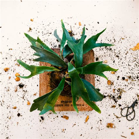 Elevate Your Walls: Green Wall Mounts by ByTheLeaf – bytheleaf