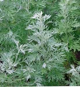 Marikolunthu Live plant 1 - ?????????????-Origanum Majorana-Artemisia ...