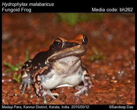 Hydrophylax malabaricus (Tschudi, 1838) - Fungoid Frog | Amphibians