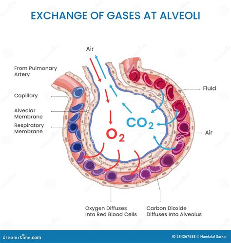Process Of Gas Exchange In The Lungs