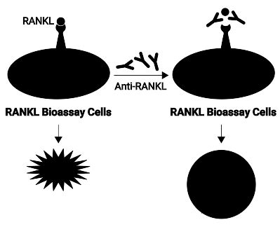 RANKL Bioassay