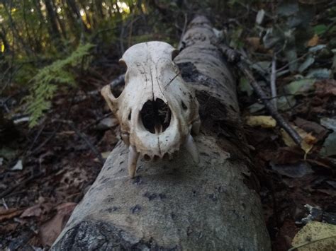 Primitive Skill Technology 的图像结果