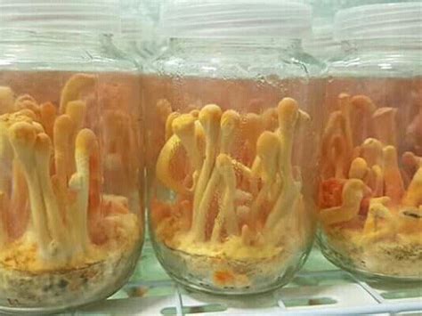Cordyceps mushroom farming training course in Bhandara | Mushroom ...