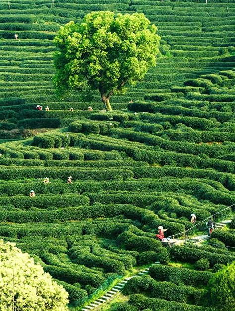 Hangzhou West Lake Longjing Tea Culture In-depth Experience: Tea Picking + Tea Roasting + Tea ...