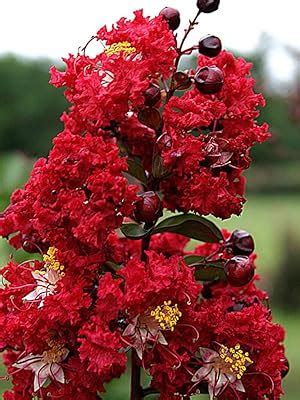Online plant bazar Legerstomia Red Crape Myrtle Furush Flower Live ...