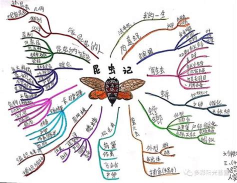 昆虫记-思维导图模版-树图网