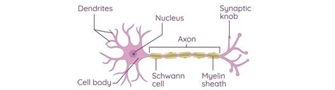 Image result for Motor Neuron Function