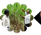 ORGANIC FARMING :: Home