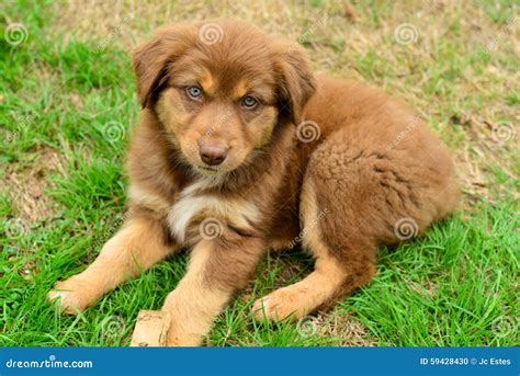 Red Tri Australian Shepherd Mix