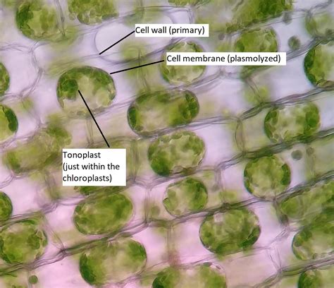 Plant Leaf Cell Under Microscope Labeled - Plant Cells Welcome To ...