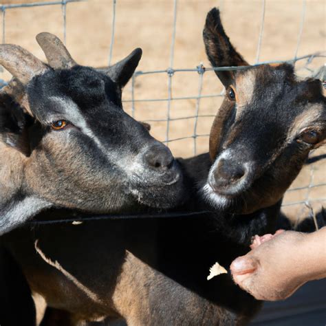 Can Goats Eat Chocolate? - Comprehensive Guide on Goat Diet