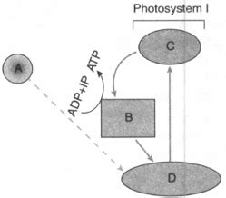 In mitochondria where does the accumulation of proton occur for development of proton gradient