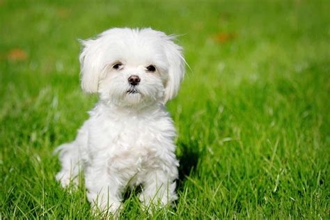 Maltese Dog Breed » Information, Pictures, & More