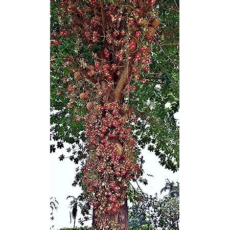 Creative Farmer Live Plant Cannon Ball Tree (Couroupita Guianensis ...