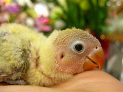 Image result for African Grey Parrot Stuffed Animal