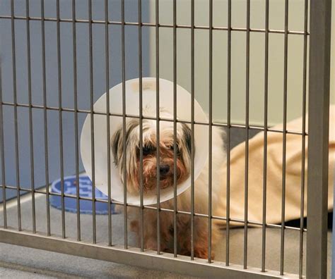 Faithful Friends Animal Society's new headquarters near New Castle