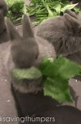 Image result for Baby Bunny Belliescare