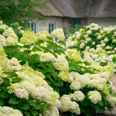 Growing and caring for hydrangeas made easy - Bluenose Blooms Home & Garden