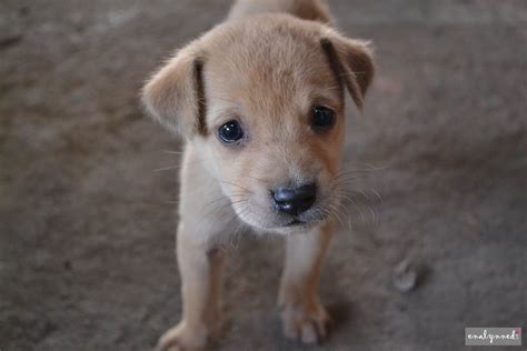 Cute Light Brown Dogs