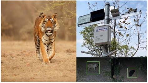 Valiance Analytics Unveils "Wildlife Eye" to Foster Coexistence amid ...