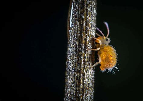 Image result for Springtail Bugs