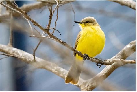 Native To South America Meaning