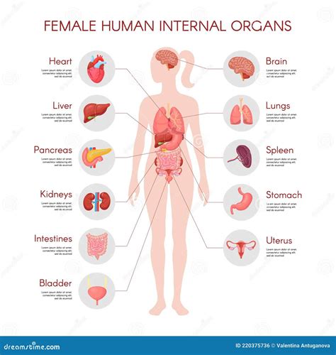 Woman Internal Organ Chart