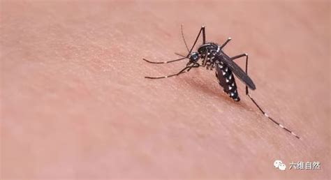 夏天为什么会有蚊子,为什么夏天的时候蚊子会特别多。-生活百科