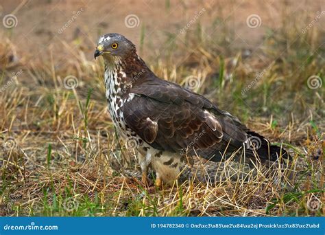 European Honey Buzzard, Pernis Apivorus, Sitting in the Grass on the ...