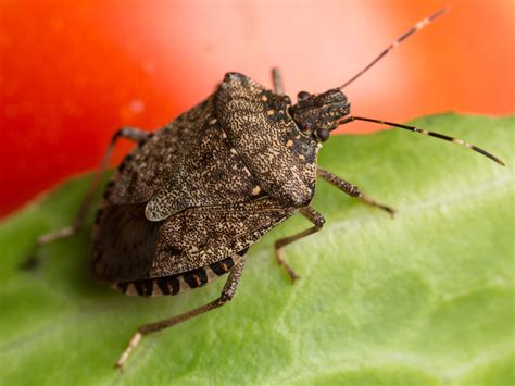 Small White Fuzzy Bugs