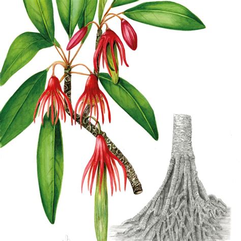 Celebrating Hong Kong's most historic trees | Cathay