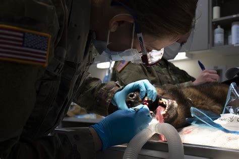 Army Veterinarian Lends a Paw to Your Pets on NBK Bangor | Article ...