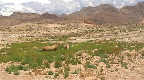 CANYON'S END MOTEL (Meadview) - Motel Reviews & Photos - Tripadvisor