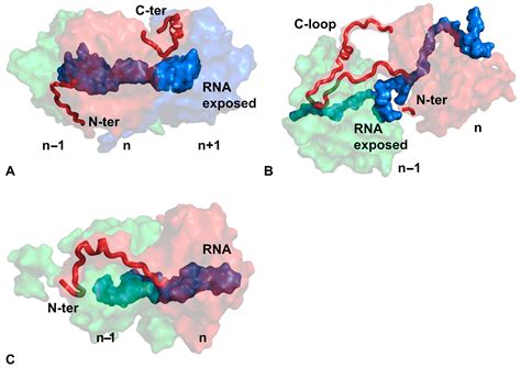 Assembly of the Linear Viral Nucleocapsid