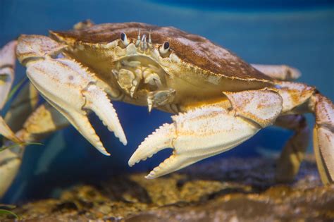 10 Different Types of Crabs & Their Characteristics You Should Know ...