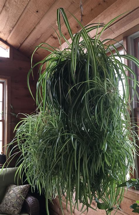 Spider Plant | House plants indoor, Growing plants indoors, Hanging ...