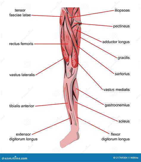 Músculos De La Pierna Imagenes de archivo - Imagen: 21769304