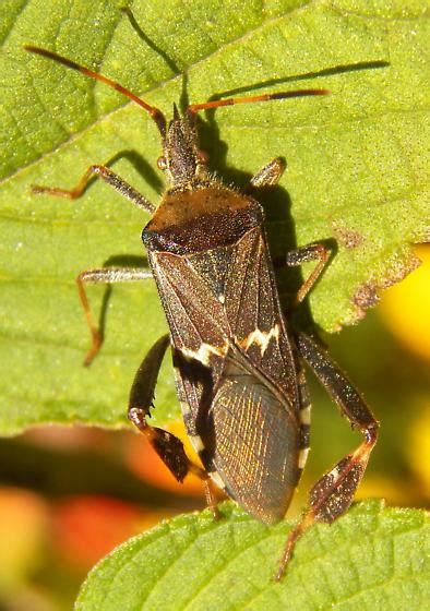 Image result for Bug Exploding