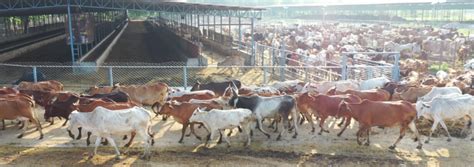 Goshala Donation: Online Cow Donation in India |Krishnayan Gauraksha