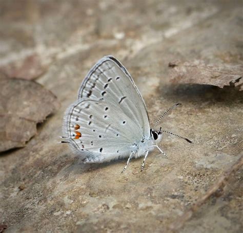 NABA-Central Kentucky Butterfly Walk, Dupree Nature Preserve, Wilmore ...