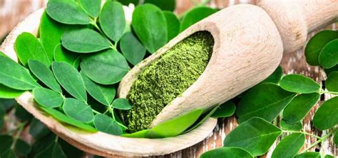 manfaat daun kelor untuk gula darah tinggi