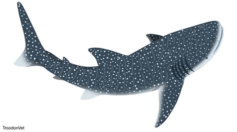 How To Draw A Whale Shark