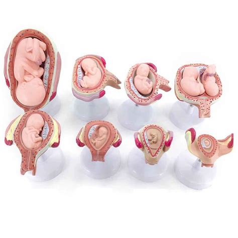 Buy XIEJI Embryonic Development Model Fetal Model Pregnancy Process ...