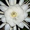 BHARAT HERBS CARE® live Brahma Kamal live flower Plant1 live plant in ...