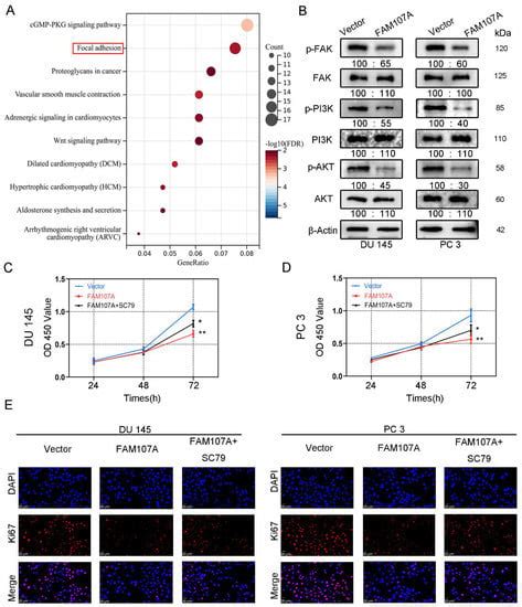 FAM107A Inactivation Associated with Promoter Methylation Affects ...