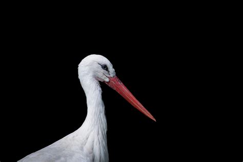 Stork, Large White Bird Free Stock Photo - Public Domain Pictures